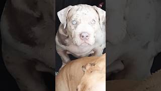 vocês gosta de mim?😭#dogs #pitbull #pet #bully #viral #shortsviral#puppy #satisfying#fyp#pitmonster