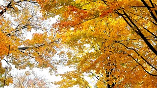 A little touch of fall leaves in Cresco, IA 🍁🍂