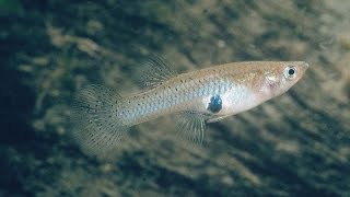 Species Profile # 34 : The Western Mosquitofish (Gambusia affinis)