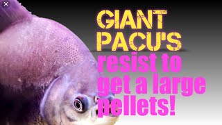 #V0105 Giant Pacu's