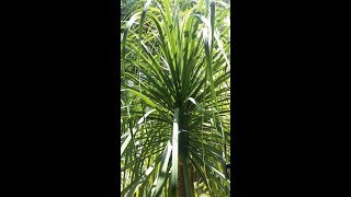 Nolina - Ponytail Palm Tree - Beaucarnea recurvata (elephant's foot palm)