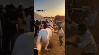 Pushkar Mela 2024 | Rajasthani Horse Dancing | Camel Mela 2024 #pushkarfair #rajasthani #horselover