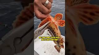 How to Handle a Poison Sculpin Fish! - Part 2