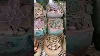 Beautiful Succulent Plants | 多肉植物 | 다육이들 | Suculentas