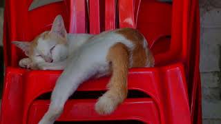 A beautiful cat in the pagoda sleeping well alone after food so lovely