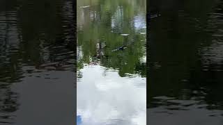 Gator in a lake