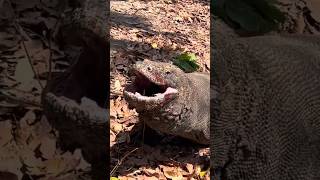 komodo dragon mouth bleeding.....