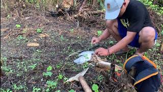 BERKEBUN SAYUR DI TENGAH HUTAN SAWIT