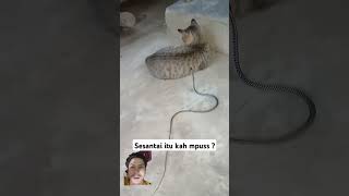 Ternyata Ular ⛔️🔥 gak berani sama kucing ya ⁉️ #fypシ゚viral #trending #shortvideo