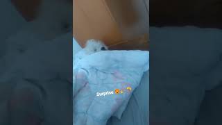 Cute dogo surprise