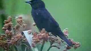 Agelaius thilius. Yellow-winged Blackbird