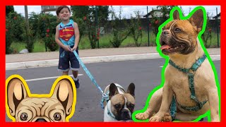 Dioguinho passeia com Francisco pela Cidade. Buldog Frances de estimação