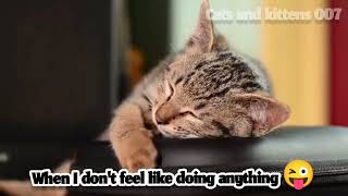 Funny Cats  || Sleepy Cats 🎊😊❤️ 😻