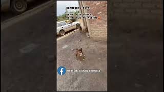 SOLO TE PARAS Y EL PERRO 🦮SE ASUSTA😹 #viral #humor #bolivia #perroschistosos