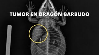 Tumor en Dragon Barbudo