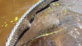 releasing a big male wild trout