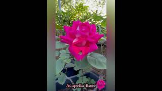 Acapella' Rose #rose