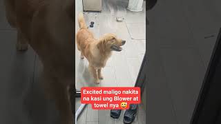 Shower time ( Golden retriver don TWENTY❤️)🇭🇰