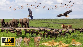 4K African Wildlife: Tarangire National Park - Scenic Wildlife Film With Real Sounds