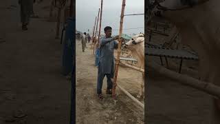 Bhatta Chowk Mandi 2023 #shortvideo #bhattachowkmandi #bakramandi