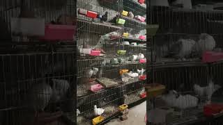 #pigeon #bird #kabootar #bd #fancy #shortvideo #shortsyoutube #short #shortsvideo