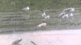 Iceland Gull on flooded field near Wellingborough, Northants