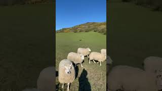 dog protects a herd of sheep from wild animals 😊 #shorts #animals