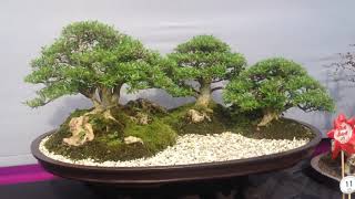 Bonsai Exhibition