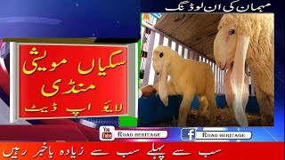 Sagyain Bakra Mandi | BAKRA MANDI PAKISTAN LAHORE 2021 | Shahpur kanjra | Biggest Chtraa Goat Rates