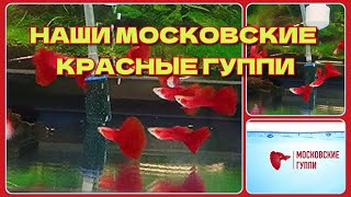 НАШИ МОСКОВСКИЕ КРАСНЫЕ ГУППИ - RED MOSCOW GUPPY