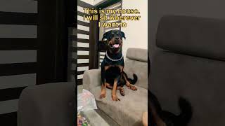 Rottweiler attitude #shorts #rottweiler #dog #aggressivedog #familydog #guarddog #traineddog #yt