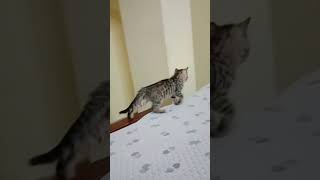 Cat video#cutebaby#shortvideo #trendingshorts #kucing