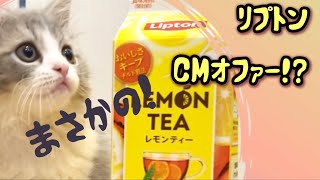 【生後3ヶ月】子猫にリプトン見せたら？【お迎え1ヶ月半経過】