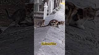 Cat 🐈 Playing with Big Cat Tail | #viral #shorts