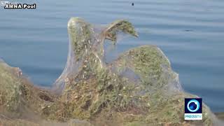 Gigantic spider web casts creepy shadow on Greece shoreline