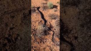 INLAND TAIPAN SNAKE #snake