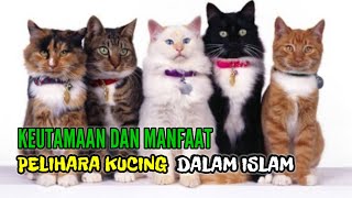 16 MANFAAT DAN KEUTAMAAN MEMELIHARA KUCING DALAM ISLAM|Funny Cats