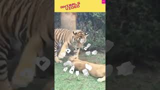 animal funny video !! #short#Funny Animals || funny Animal Videos on YouTube || ❤️❤️ #shorts