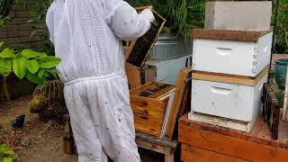 Weekly 🐝 Hive Checkup & Feeding! | Filling up the Ultimate 3-Season Feeder🐝 |  Adding frames