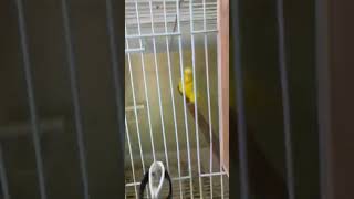 English budgie with eggs  جوز بادجي انجليزي منتج تحته بيض