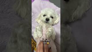 우리집 상전 배 긁어주기🐾