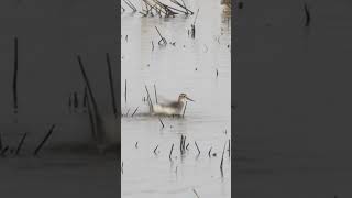 Slow-Motion Capture: Wood Sandpiper's Blissful Morning Bath#shorts #short