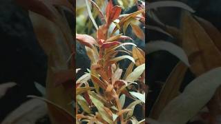 Alternanthera Reineckii #shorts #fish #aquariumfish  #viral #plants #shortsvideo #viralvideo