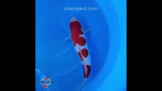 2024FALL-029 3yr 23" High Quality Ginrin Kohaku by YAGENJI Koi Farm