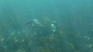 Galapagos Sea Turtle