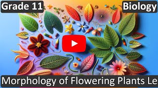 Class 11 | Biology | CBSE | Morphology of Flowering Plants Leaves | ICSE | Free Tutorial