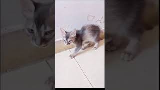 new funny meme | cat funny short #unknownboyvarun #shorts#turkishangora #funny #cutememes