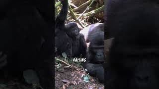 Gorilla Parenting and Infant Care