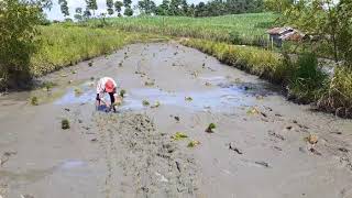 RICE PLANTING / PROVINCE LIFE