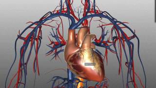 Heart Structure and Function Basics - Anatomy Tutorial